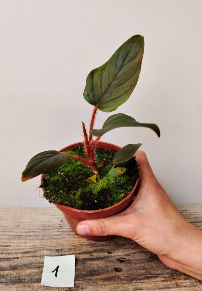 Philodendron Serpens – Fascino esotico dai piccioli pelosi