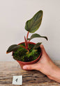 Philodendron Serpens – Fascino esotico dai piccioli pelosi