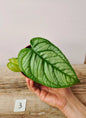 Monstera Siltepecana El Salvador – Eleganza tropicale dalle foglie argentate