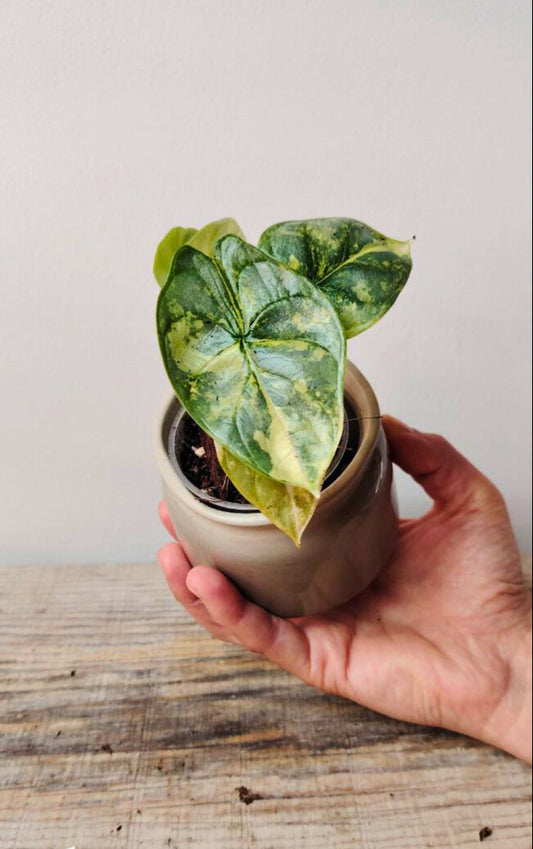 Alocasia Baginda 'Silver Dragon Variegata: argento, venature e pura meraviglia