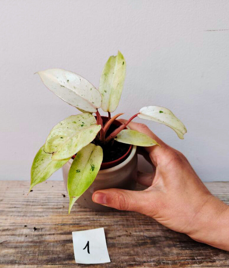 Philodendron Snowdrift – Variegature uniche e crescita spettacolare
