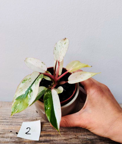 Philodendron Snowdrift – Variegature uniche e crescita spettacolare