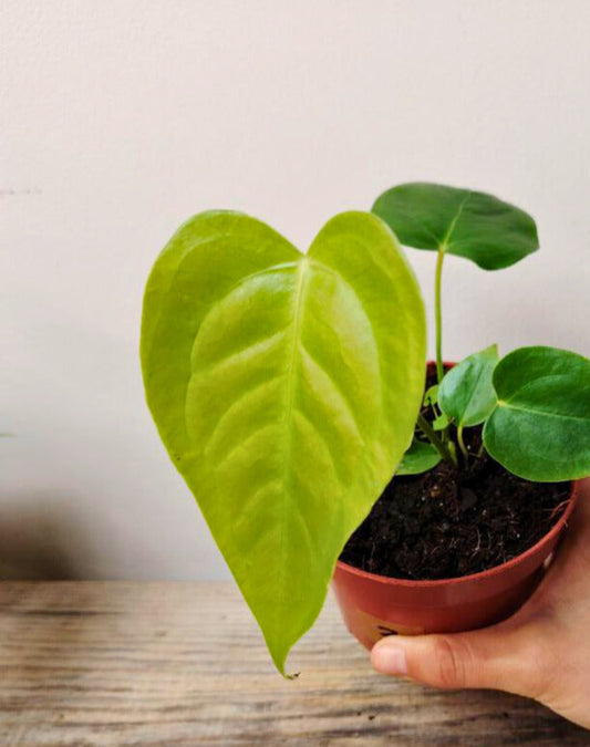 Anthurium Veitchii: Il Re con le Foglie a Coste, Eleganza in Verticale