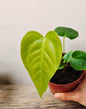 Anthurium Veitchii: Il Re con le Foglie a Coste, Eleganza in Verticale