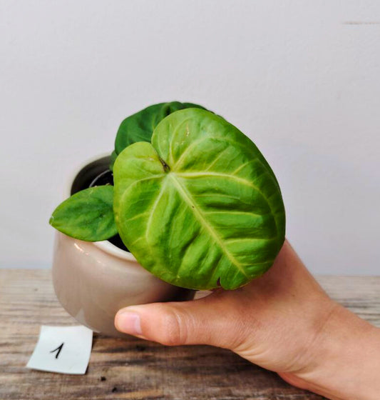 Anthurium Villenaorum: Eleganza Vellutata e Tocco Esotico per la Tua Giungla Domestica