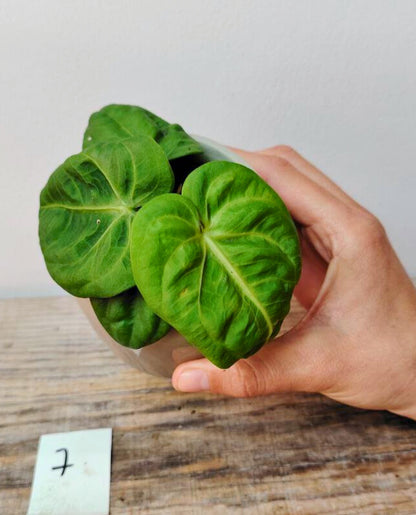 Anthurium Villenaorum: Eleganza Vellutata e Tocco Esotico per la Tua Giungla Domestica