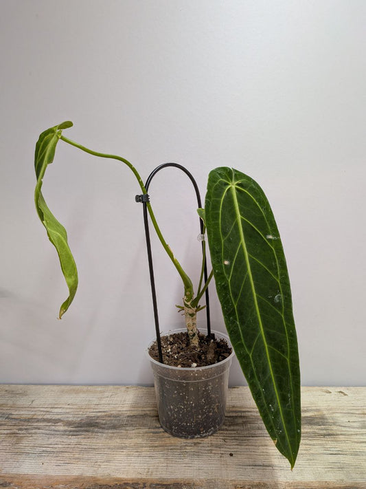 Anthurium Waroqueanum- Adozione Speciale