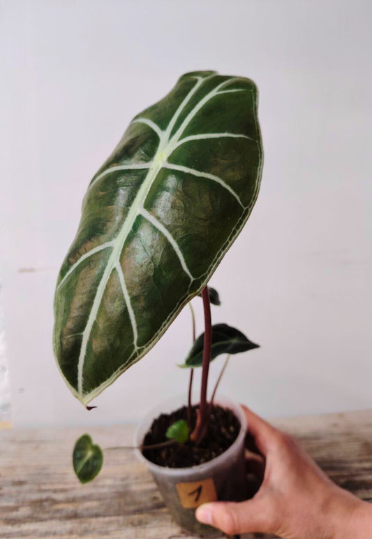 Alocasia Longiloba 'Watsoniana Red Vein': foglie lucide e venature rosso intenso