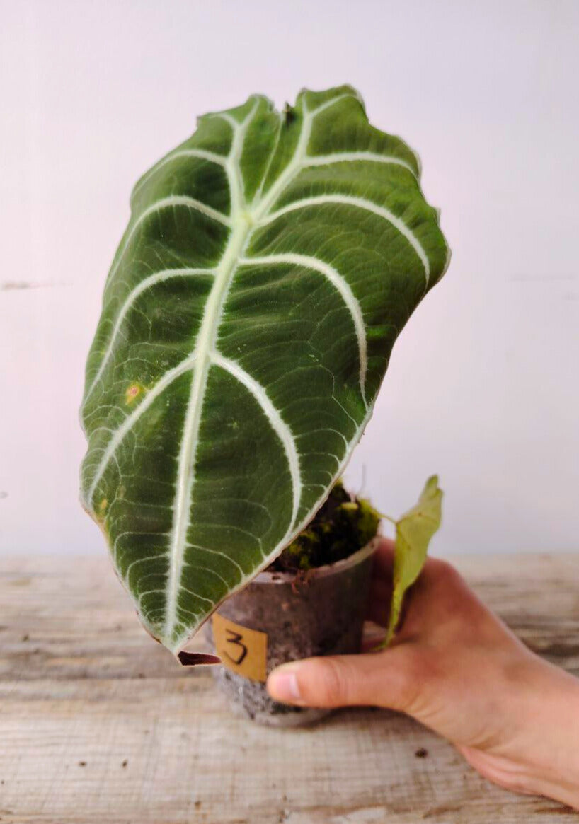 Alocasia  Longiloba  "Watsoniana" - elegante e dal portamento regale