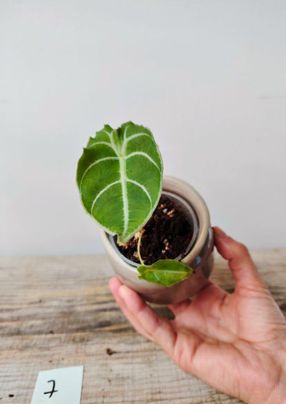 Alocasia  Longiloba  "Watsoniana" - elegante e dal portamento regale