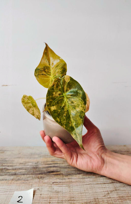 Alocasia Wentii Variegata: eleganza tropicale con sfumature artistiche