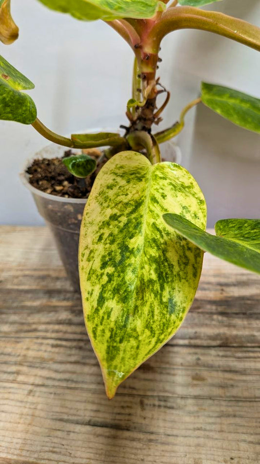 Philodendron Orange Marmalade 2- Adozione Speciale