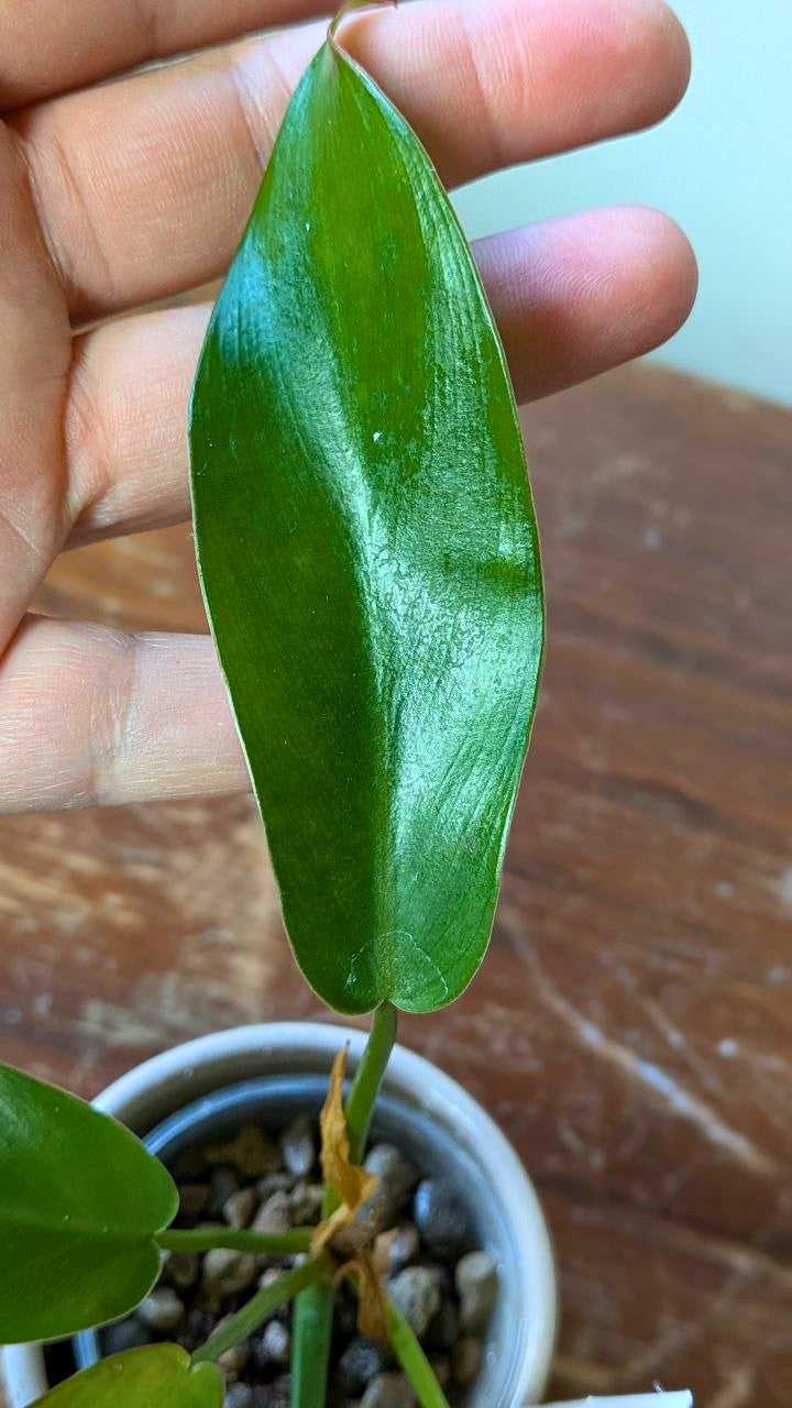 Philodendron ‘Florida Bronze’ | Pianta adattata all'idrocoltura