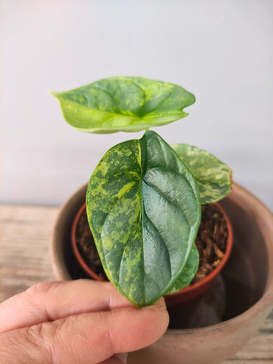 Alocasia Baginda 'Silver Dragon Variegata: argento, venature e pura meraviglia