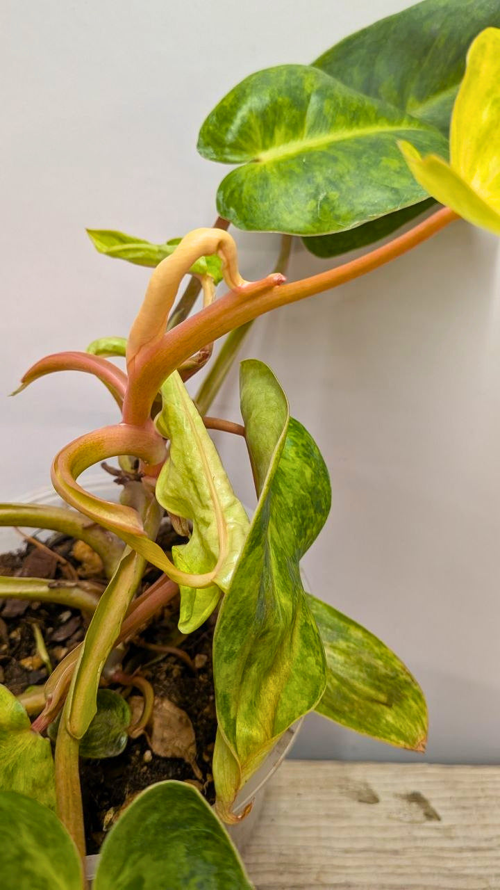 Philodendron Orange Marmalade 1 - Adozione Speciale