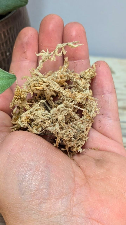 Sfagno Cileno - 150 grammi