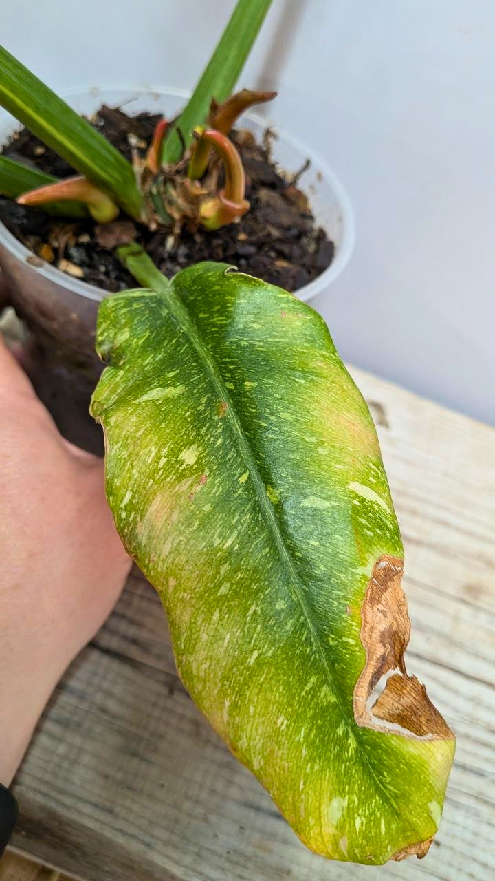 Philodendron Ring of Fire 1 - Adozione Speciale