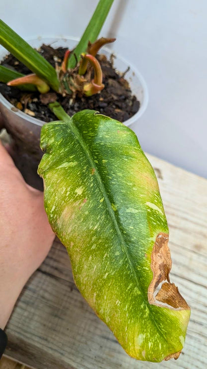 Philodendron Ring of Fire 1 - Adozione Speciale