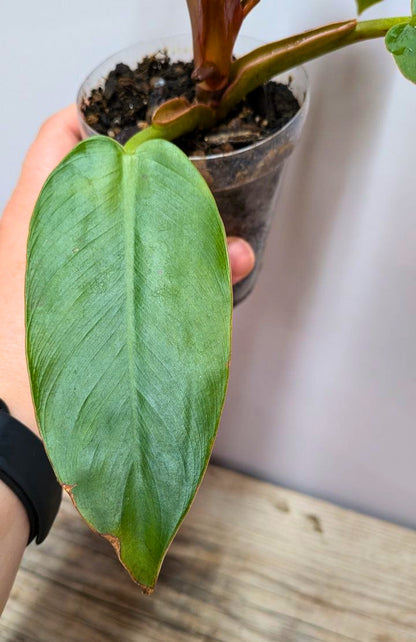 Philodendron Prince of Orange 2 - Adozione Speciale