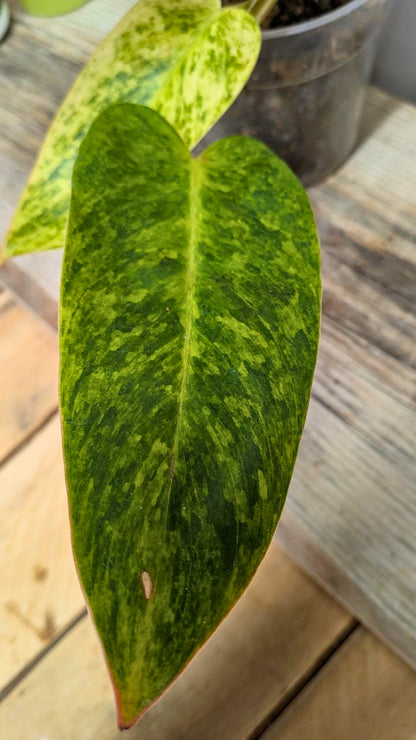 Philodendron Orange Marmalade 2- Adozione Speciale