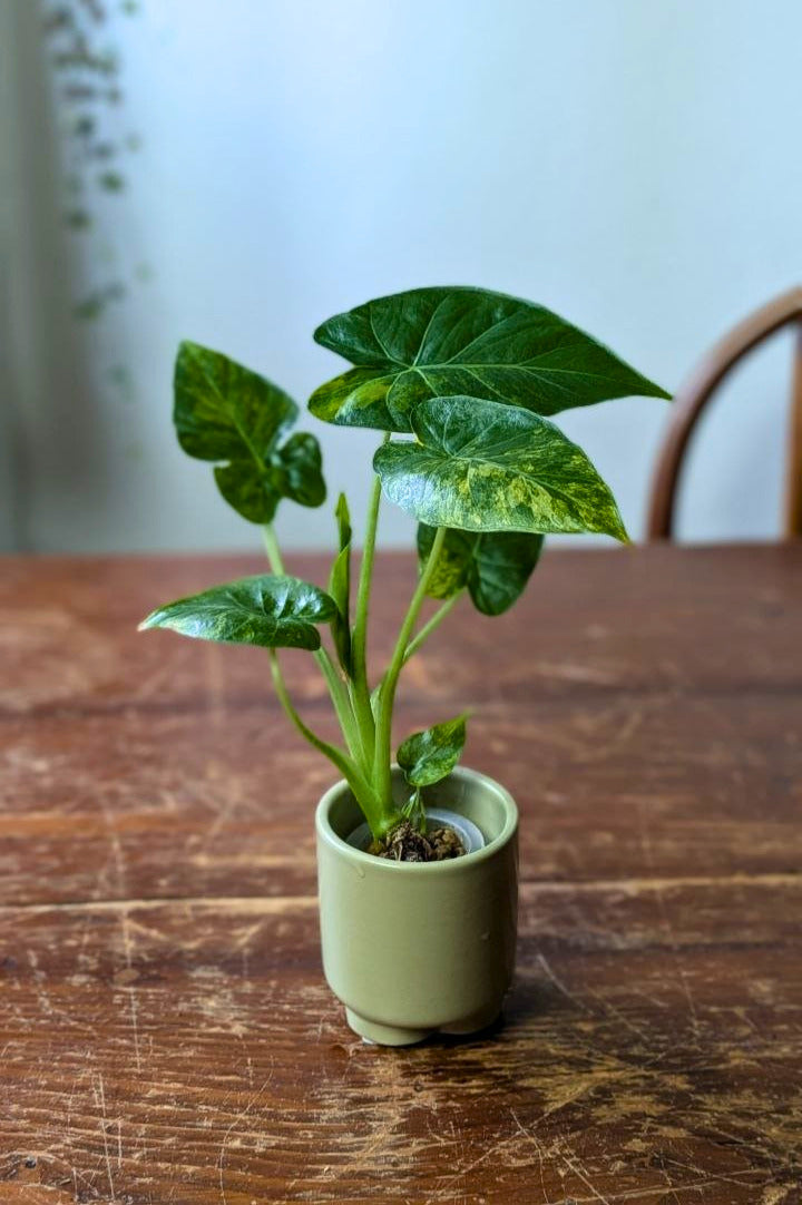Alocasia odora Variegata | Pianta adattata all'idrocoltura