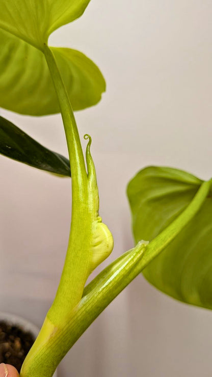 Philodendron cf Rugosum 1 - Adozione Speciale