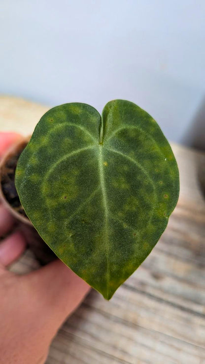 Pacchetto Baby Anthurium 2- Piante da Recupero
