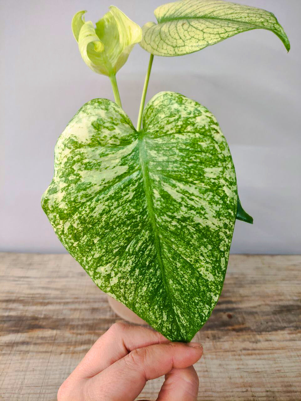 Monstera Deliciosa Mint – Variegatura rara e preziosa