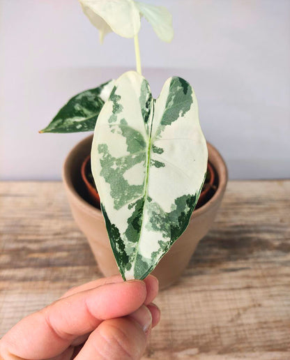 Alocasia Micholitziana 'Frydek Variegata' - incantevole e luminosa