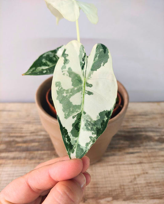 Alocasia Micholitziana 'Frydek Variegata' - incantevole e luminosa