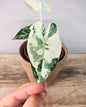Alocasia Micholitziana 'Frydek Variegata' - incantevole e luminosa