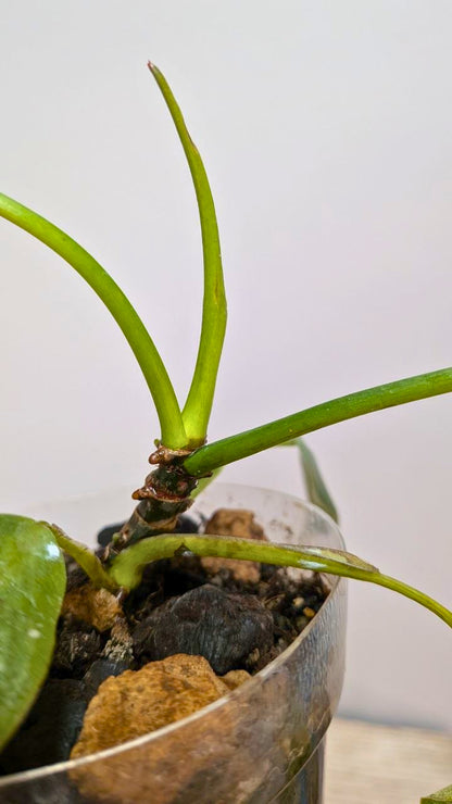 Philodendron Spiritus Sancti 1 - Adozione Speciale