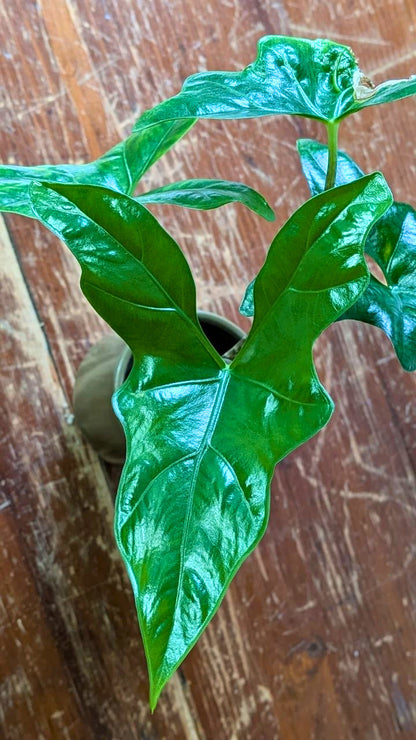 Alocasia nycteris ‘Batwing’ | Pianta adattata all'idrocoltura