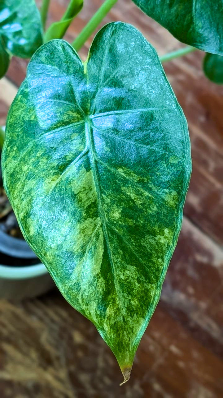 Alocasia odora Variegata | Pianta adattata all'idrocoltura