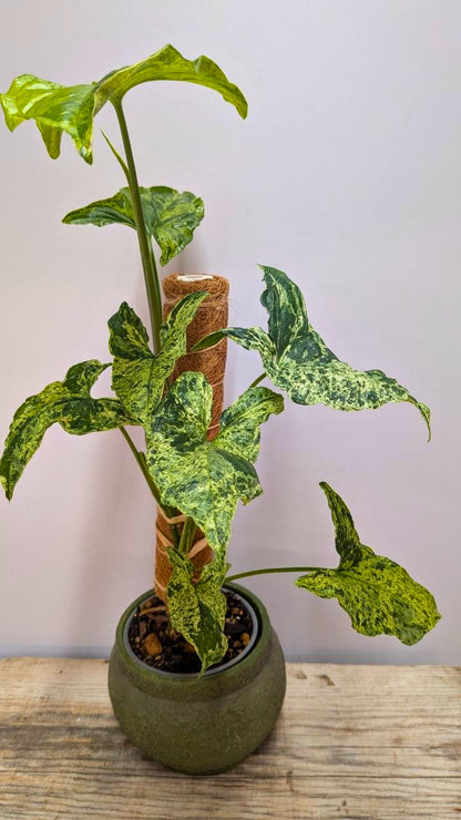 Syngonium Mojito