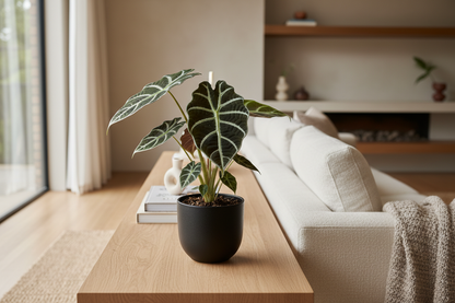 Alocasia Watsoniana (foto sul mio sito) in casa.