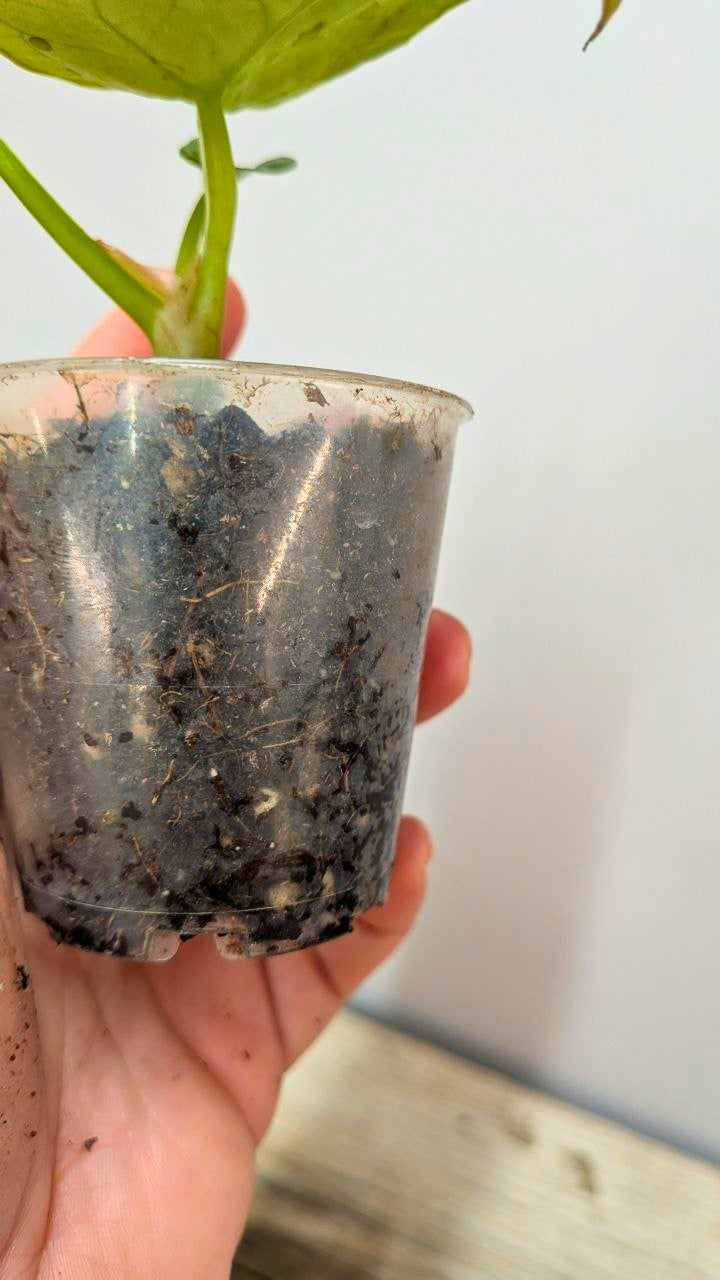 Pacchetto Baby Anthurium 1- Piante da Recupero
