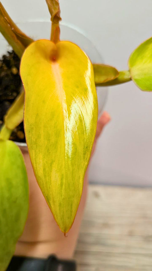 Philodendron Orange Marmalade 3- Adozione Speciale