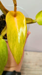 Philodendron Orange Marmalade 3- Adozione Speciale