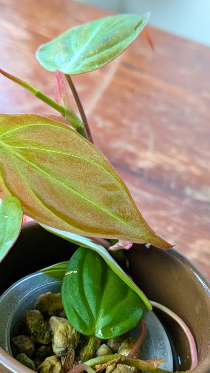 Philodendron micans | Idrocoltura – Esemplare 02