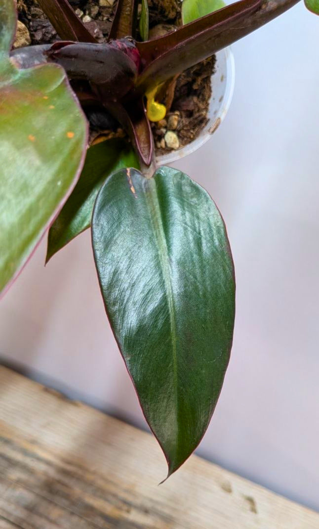Philodendron Red Cherry 2 - Adozione Speciale