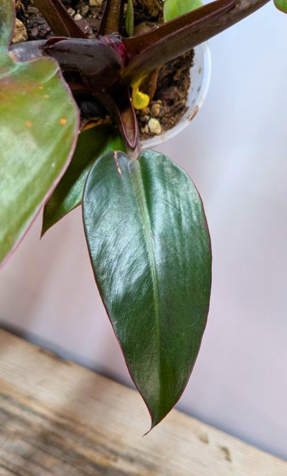 Philodendron Red Cherry 2 - Adozione Speciale