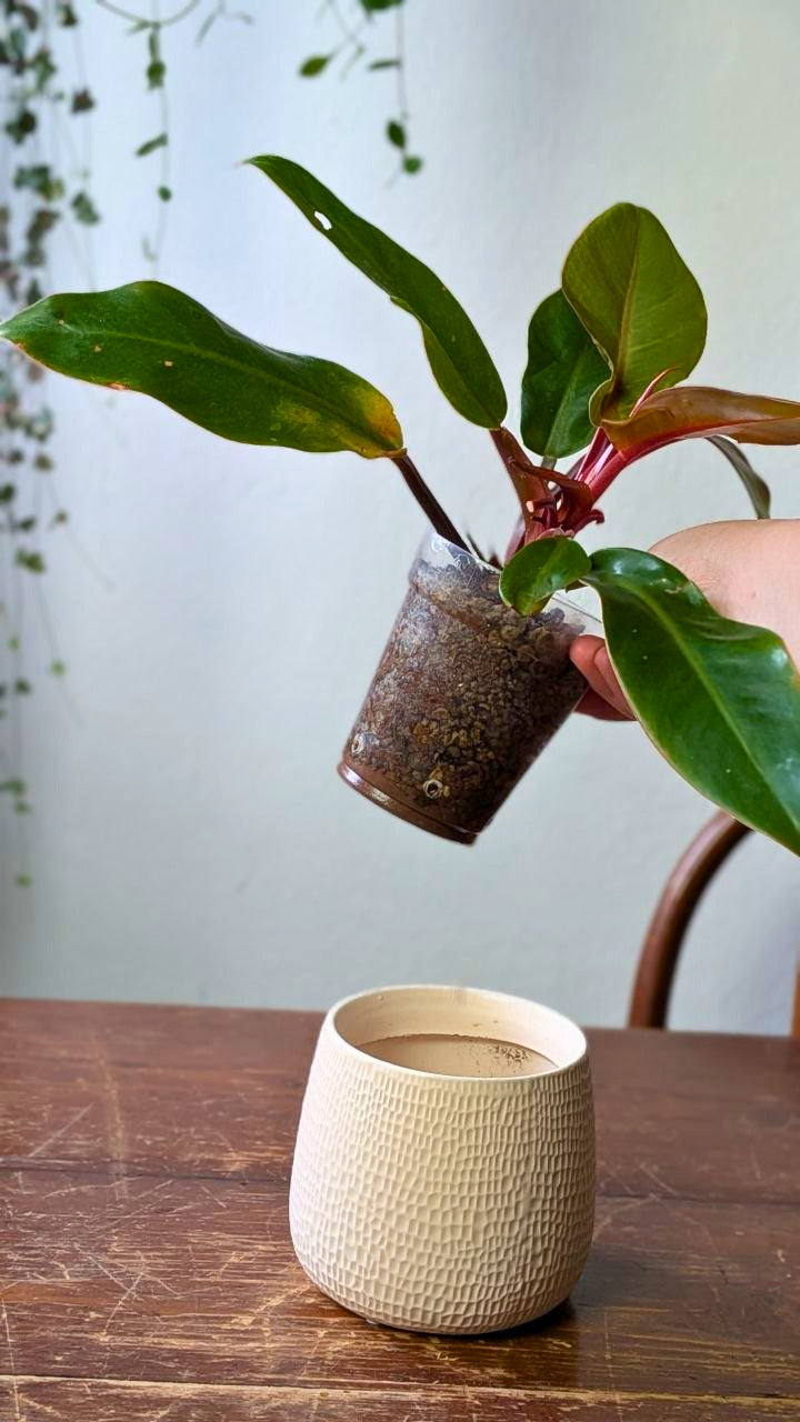 Philodendron ‘Prince of Orange’ | Pianta adattata all'idrocoltura