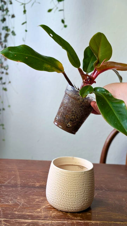 Philodendron ‘Prince of Orange’ | Pianta adattata all'idrocoltura