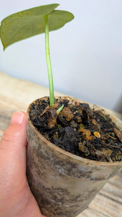 Pacchetto Baby Anthurium 2- Piante da Recupero