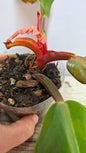 Philodendron Prince of Orange 3 - Adozione Speciale