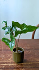 Alocasia nycteris ‘Batwing’ | Pianta adattata all'idrocoltura