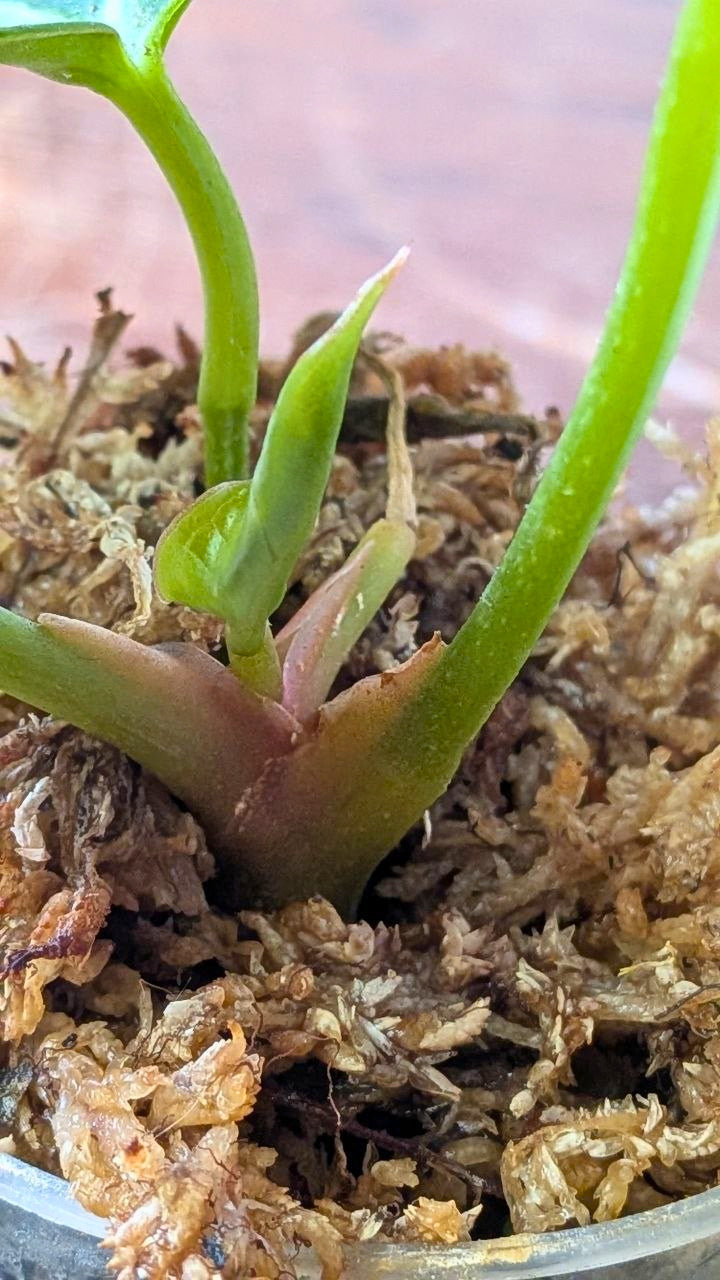 Anthurium crystallinum Baby | Pianta adattata all'idrocoltura