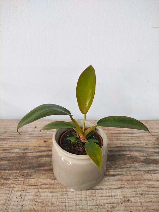 Philodendron Choco Empress – Foglie vellutate e regali