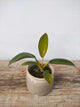 Philodendron Choco Empress – Foglie vellutate e regali